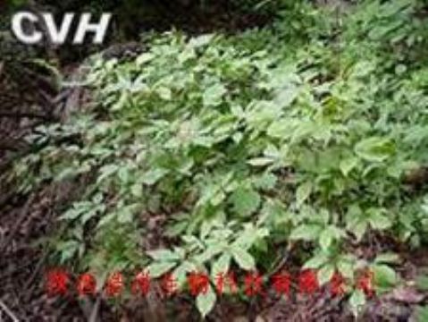 Siberian Ginseng P.E